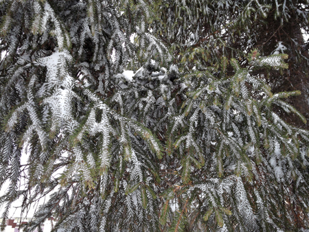 450x338  253 KB. Big one: 3200x2400  6322 KB