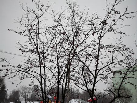 450x338  192 KB. Big one: 3200x2400  4604 KB