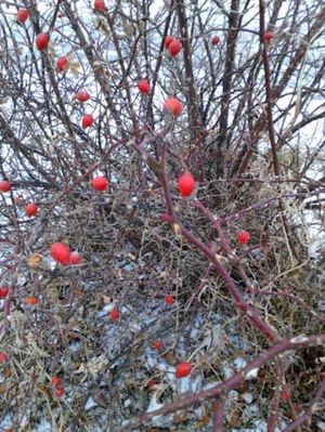 300x399  50 KB. Big one: 1536x2048  1238 KB