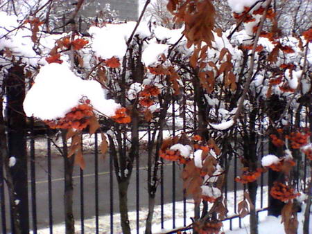 450x338  62 KB. Big one: 1600x1200  702 KB