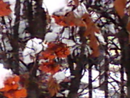 450x338  47 KB. Big one: 800x600  178 KB