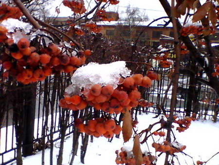 450x338  59 KB. Big one: 640x480  213 KB