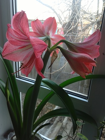 337x450  91 KB. Big one: 2448x3264  1330 KB