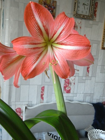 337x450  90 KB. Big one: 2448x3264  1458 KB