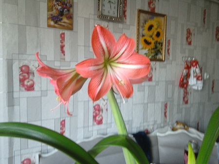 450x337  87 KB. Big one: 3264x2448  1478 KB