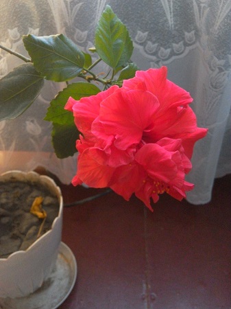 337x450  79 KB. Big one: 2448x3264  1188 KB