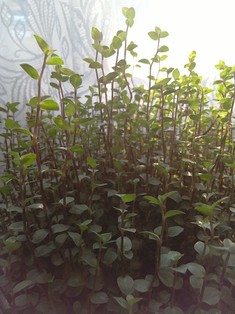 337x450  96 KB. Big one: 2448x3264  1349 KB