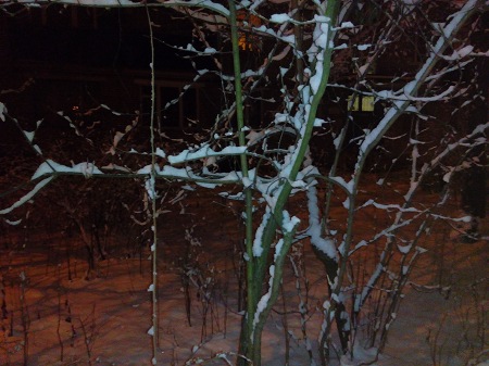 450x337  62 KB. Big one: 4160x3120  4519 KB