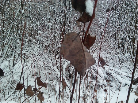 450x337  110 KB. Big one: 4160x3120  7012 KB