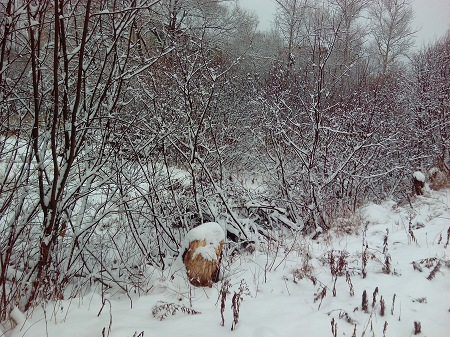 450x337  100 KB. Big one: 4160x3120  7201 KB