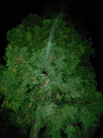 336x448  64 KB. Big one: 2448x3264  2627 KB