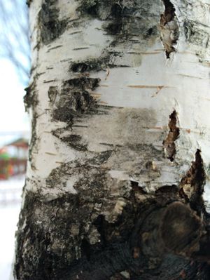 300x399  32 KB. Big one: 3456x4608  2367 KB