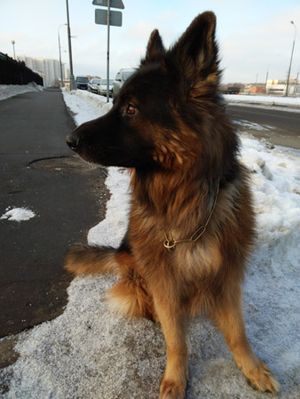 300x399  27 KB. Big one: 3456x4608  2423 KB