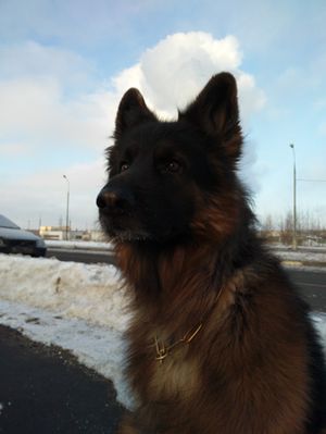 300x399  18 KB. Big one: 3456x4608  1381 KB