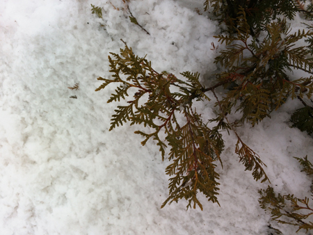 450x338  171 KB. Big one: 3264x2448  2649 KB