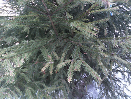 450x338  225 KB. Big one: 3264x2448  3416 KB