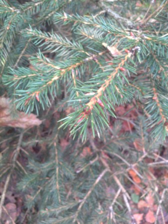 336x448  74 KB. Big one: 1920x2560  787 KB