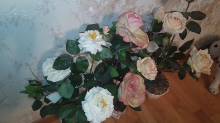 448x252  51 KB. Big one: 3328x1872  1938 KB