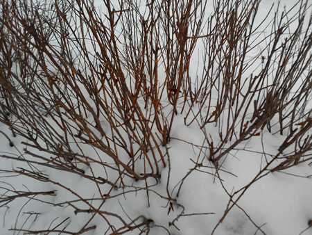 450x338  239 KB. Big one: 2560x1920  1774 KB