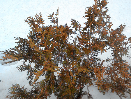 450x338  273 KB. Big one: 2560x1920  2702 KB