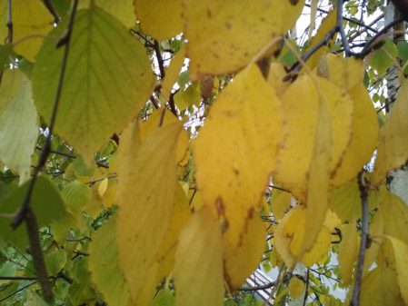 449x337  51 KB. Big one: 3264x2448  1368 KB