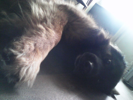 449x337  51 KB. Big one: 2560x1920  850 KB