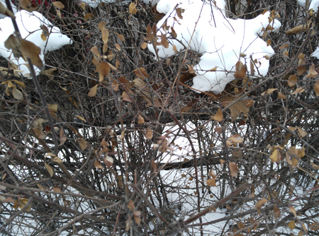 450x334  245 KB. Big one: 4208x3120  5091 KB