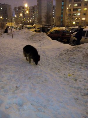 300x399  25 KB. Big one: 2448x3264  2904 KB