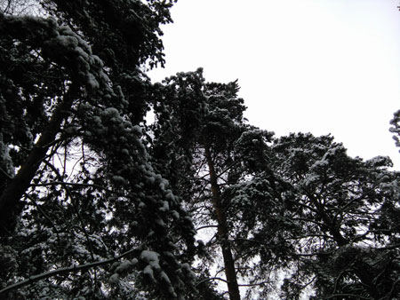 450x338  55 KB. Big one: 3264x2448  1261 KB