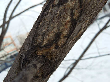 450x338  51 KB. Big one: 3264x2448  1086 KB