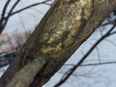 450x338  52 KB. Big one: 3264x2448  1219 KB