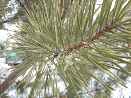 450x338  58 KB. Big one: 3264x2448  1223 KB