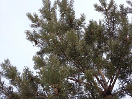 450x338  53 KB. Big one: 3264x2448  2578 KB