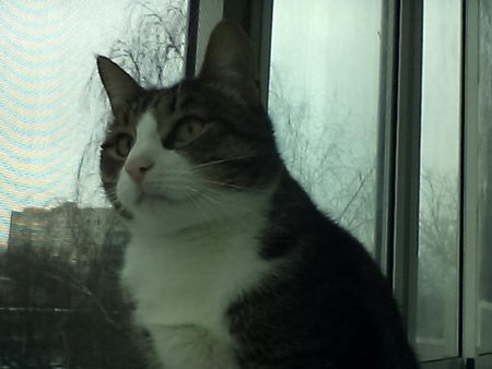 450x338  31 KB. Big one: 640x480  134 KB