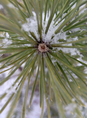 333x450  52 KB. Big one: 3104x4192  1650 KB