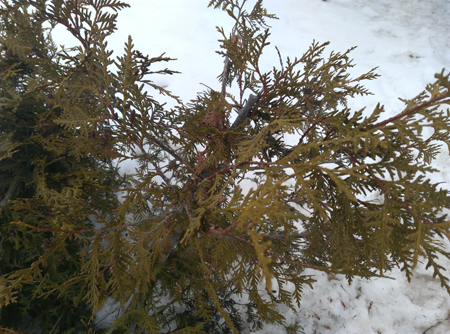 450x334  226 KB. Big one: 4208x3120  4159 KB