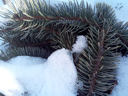 450x338  116 KB. Big one: 3264x2448  1954 KB