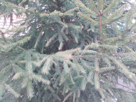 450x338  243 KB. Big one: 4160x3120  2199 KB