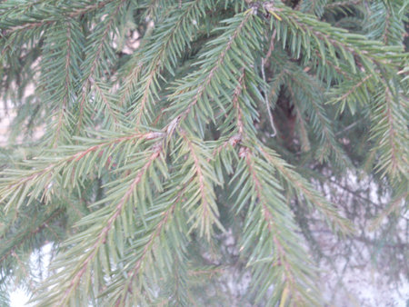 450x338  224 KB. Big one: 4160x3120  1805 KB