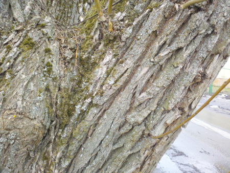 450x338  257 KB. Big one: 4160x3120  2441 KB