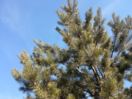 450x338  51 KB. Big one: 3264x2448  2278 KB