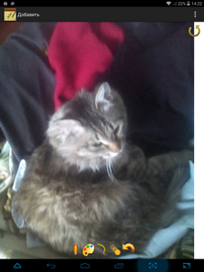 225x300  154 KB. Big one: 768x1024  472 KB