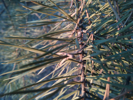 450x338  58 KB. Big one: 4160x3120  1940 KB