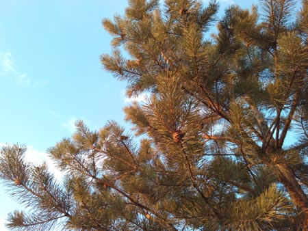 450x338  52 KB. Big one: 4160x3120  2835 KB