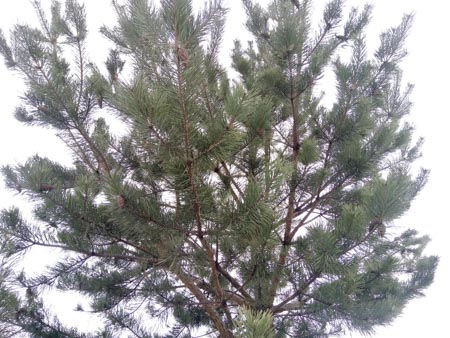 450x338  54 KB. Big one: 4160x3120  4819 KB