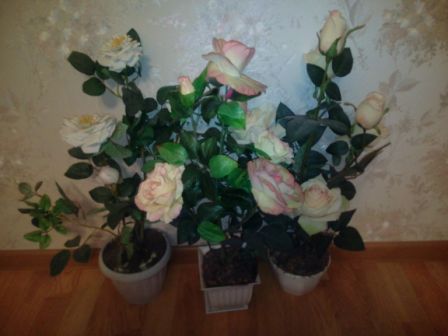 448x336  30 KB. Big one: 4608x3456  2075 KB