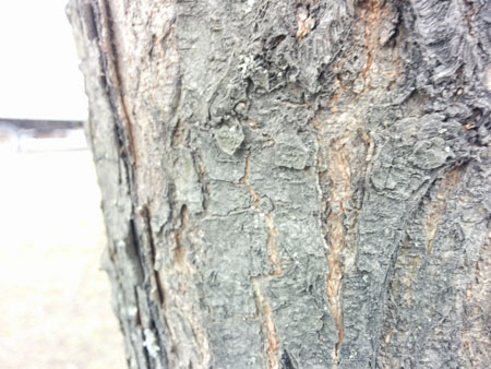 450x338  53 KB. Big one: 3264x2448  1224 KB