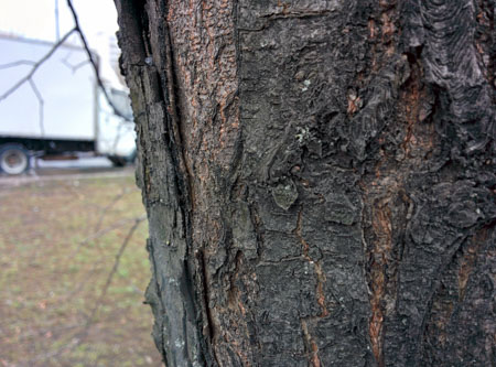 450x333  54 KB. Big one: 3200x2368  1689 KB