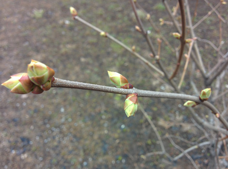 450x333  58 KB. Big one: 3200x2368  788 KB