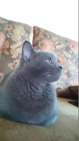 253x450  21 KB. Big one: 1080x1920  383 KB